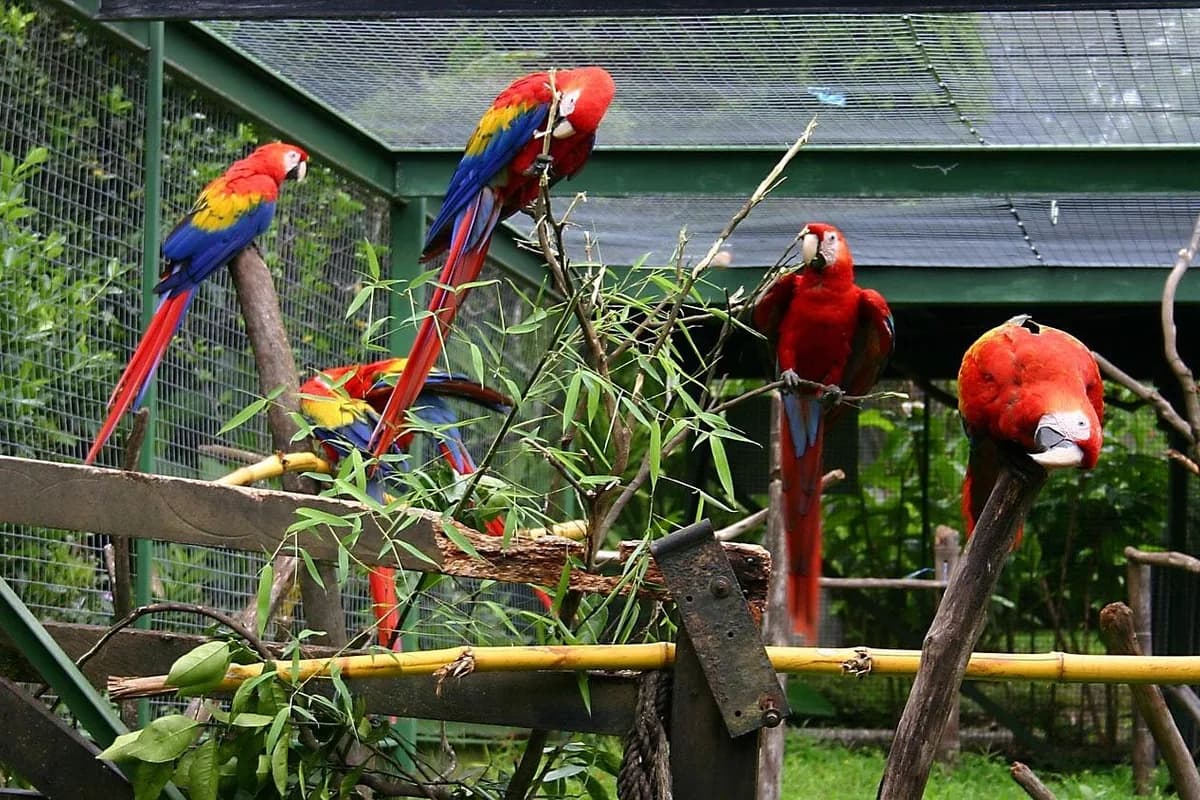 A Pet Parrot perched and alert