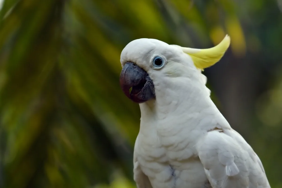 A Cockatoo eating fresh food