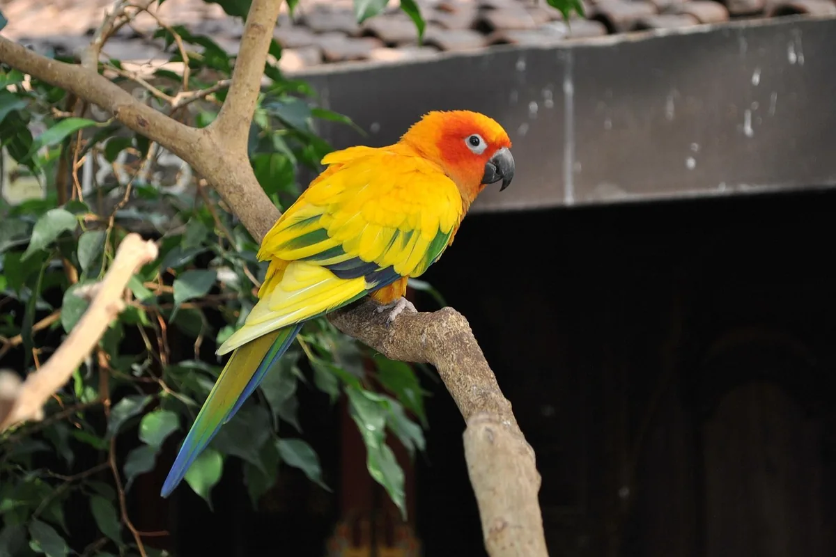 A Conure eating fresh food