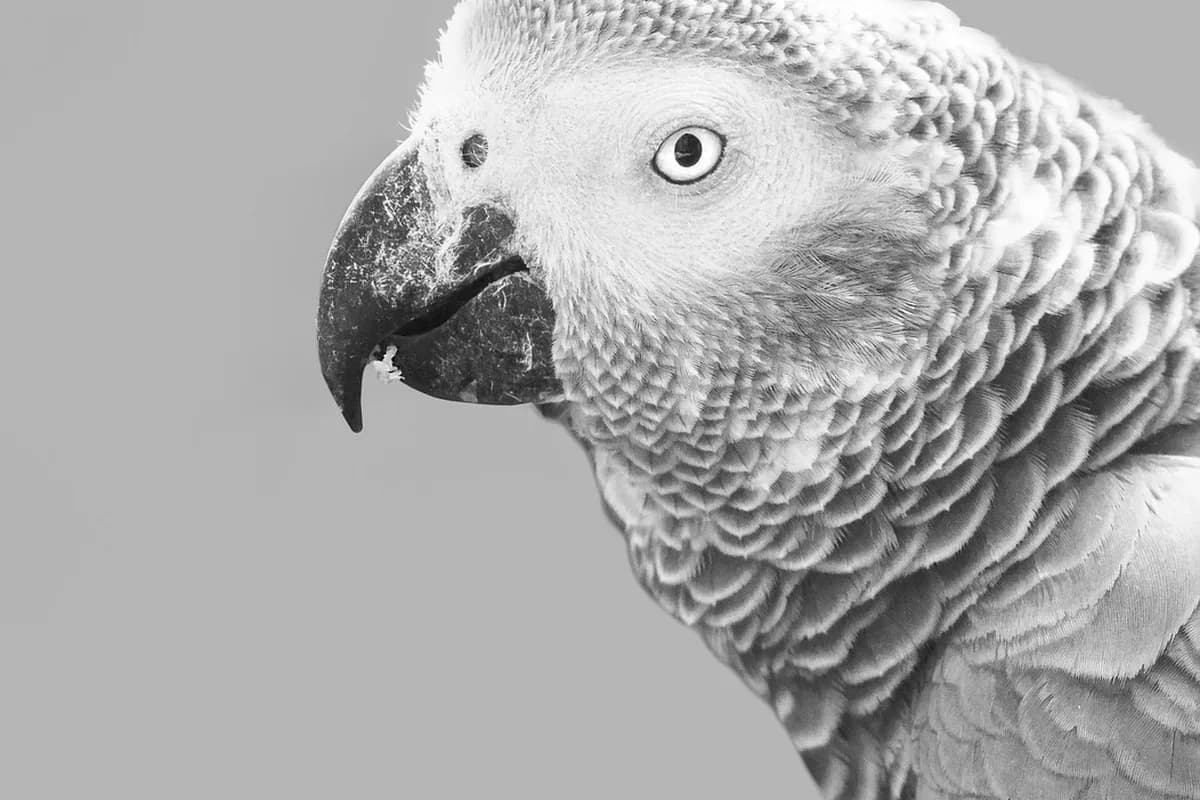 A Pet Parrot calling