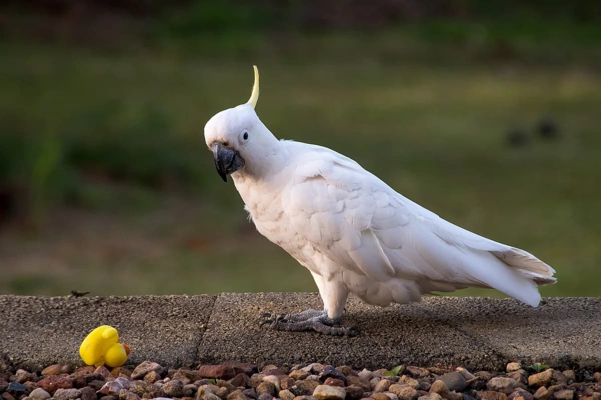 A Pet Parrot playing with a toy