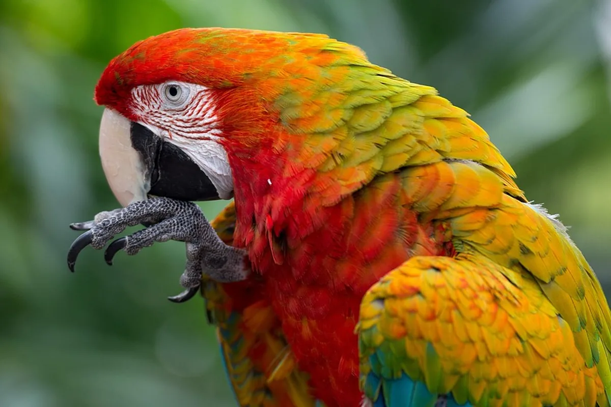 A Pet Parrot preening its feathers