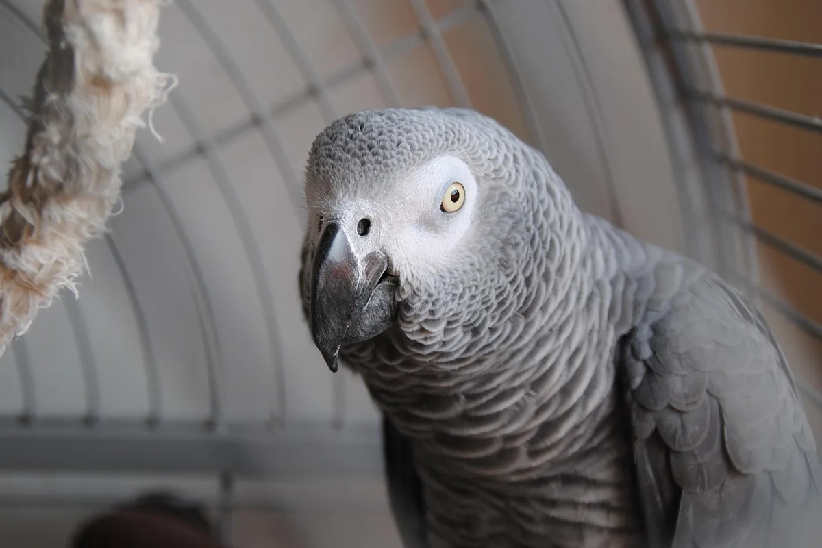 A Pet Parrot calling