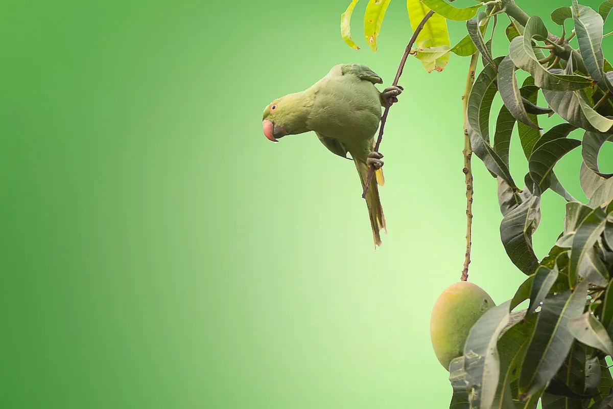A Pet Parrot eating fresh food
