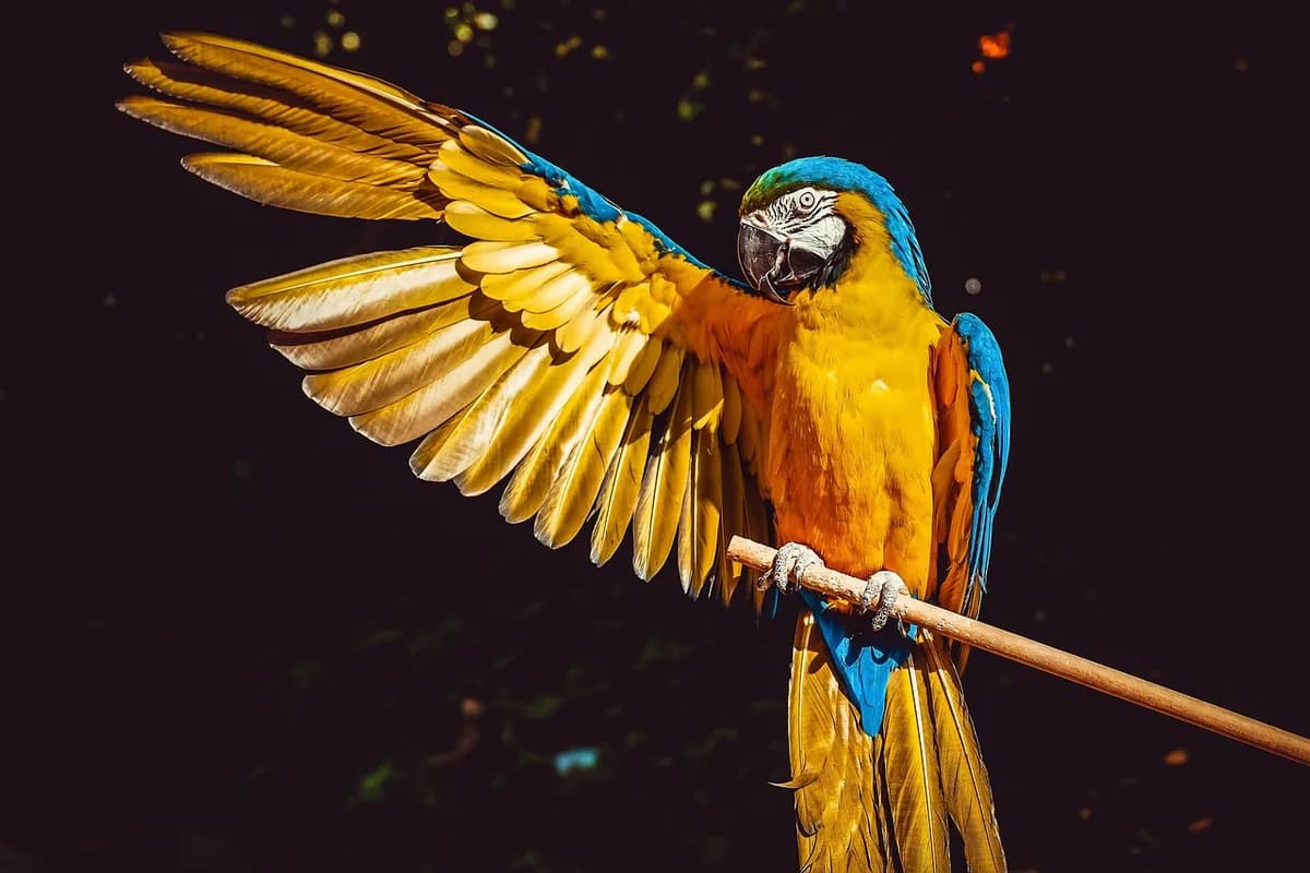 A Pet Parrot being checked over