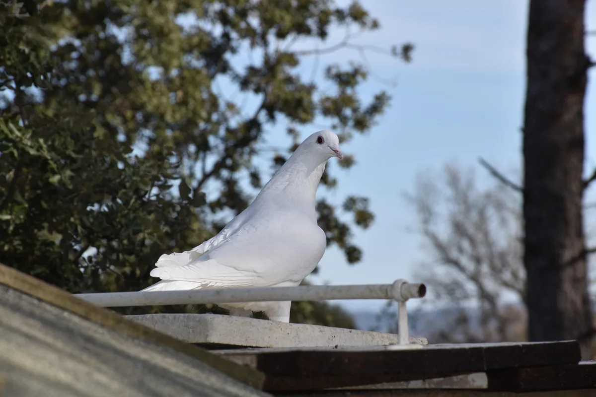 A Pet Parrot perched and alert