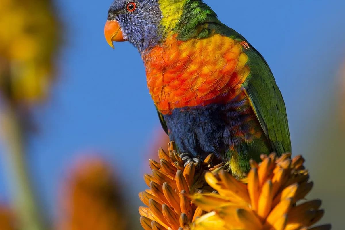A Pet Parrot perched and alert