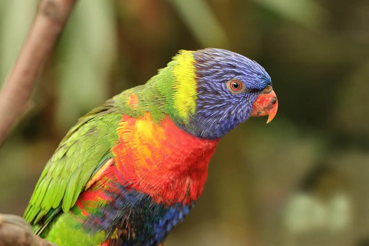 A Pet Parrot perched and alert