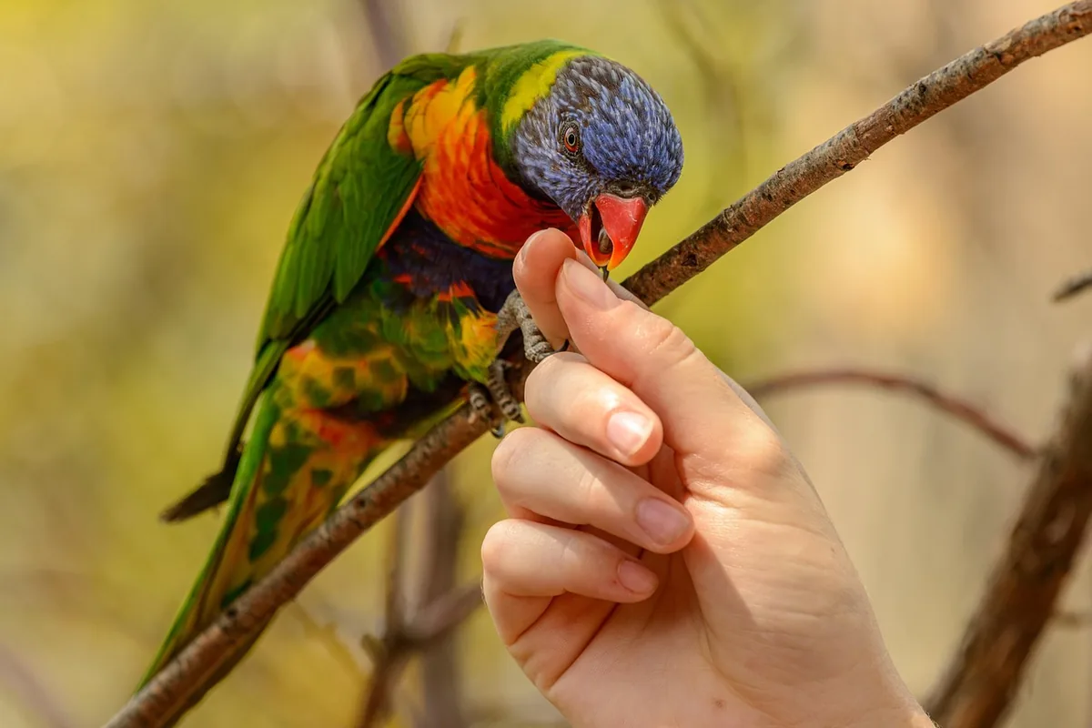 A Pet Parrot stepping up onto a hand