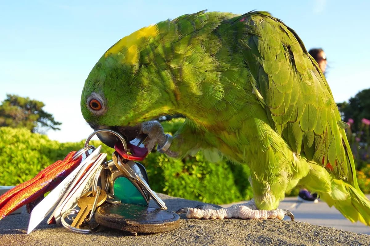 A Pet Parrot perched and alert