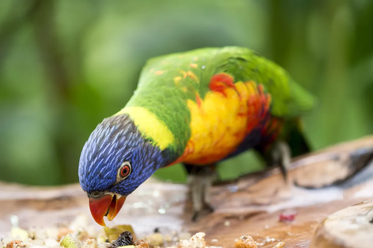 A Pet Parrot eating fresh food