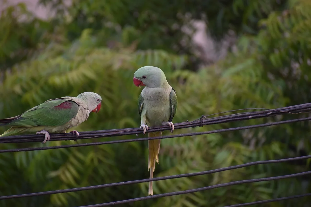 A Pet Parrot calling