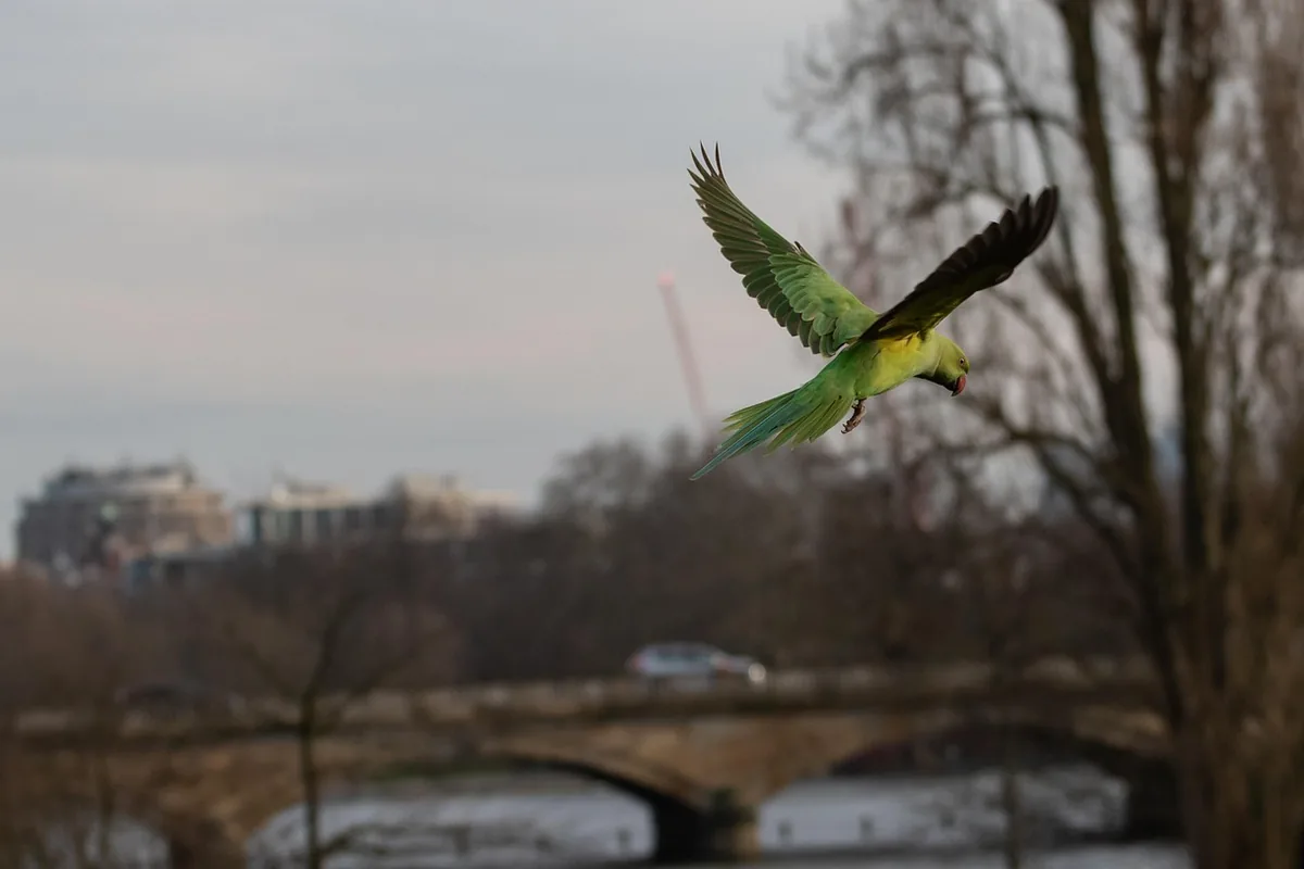 A Pet Parrot perched and alert