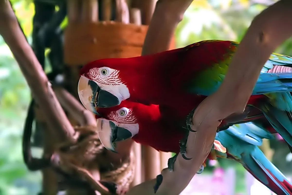 A Pet Parrot calling