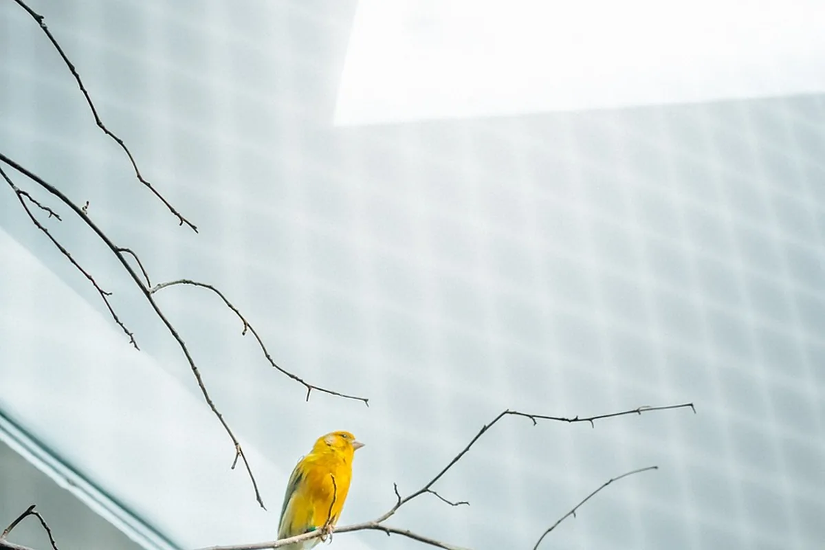 A Pet Parrot perched and alert