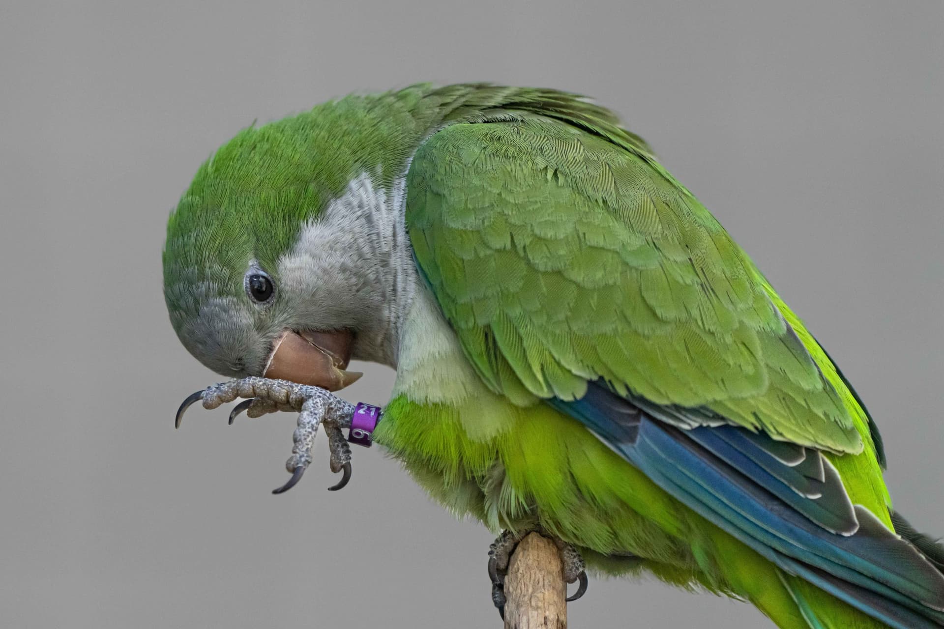 A Pet Parrot foraging
