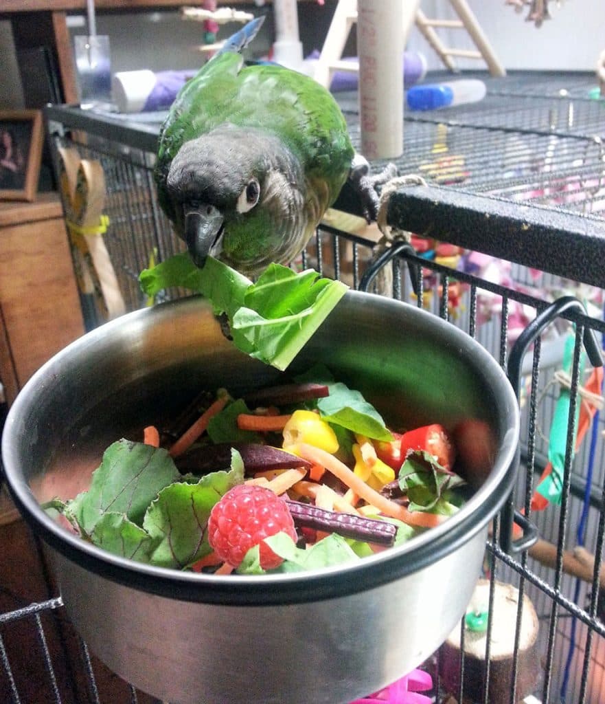 A Pet Parrot eating fresh food